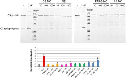 Polymeric Nanocapsules for Vaccine Delivery: Influence of the Polymeric Shell on the Interaction With the Immune System